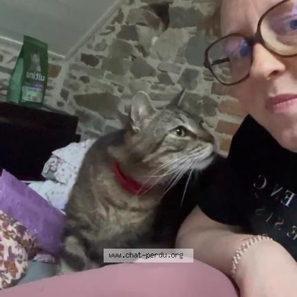 Foto 1/1 KYLE Chat perdido en Joue sur erdre