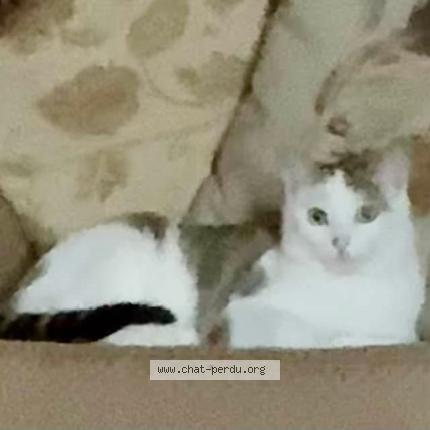 Foto 1/1 Evie Chat perdido en Liglet