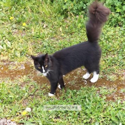 Foto 1/1 Cookie Chat perdido en Ris orangis