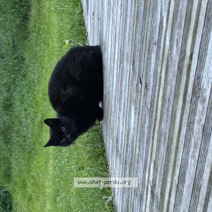 Foto 1/1 Gato encontrado Encontrado en Gellin