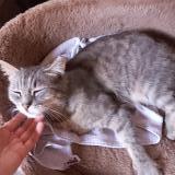 Foto del gato perdido en Saint Venant