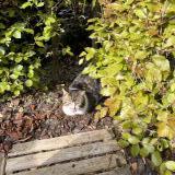 Foto de gato encontrado en Fontaine Au Bois