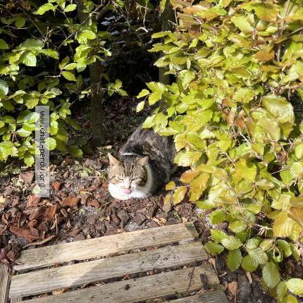 Foto 1/1 Gato encontrado Encontrado en Fontaine au bois