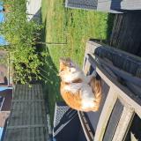 Foto de gato encontrado en Sainghin En Weppes