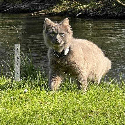 Foto 1/1 Michoko Chat perdido en Saint cloud