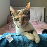 Foto del gato perdido en Bourg En Bresse