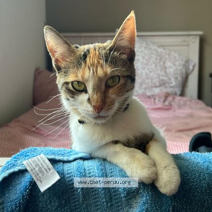 Foto 1/1 Gato encontrado Perdido en Bourg en bresse