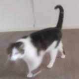 Foto del gato perdido en Lyon