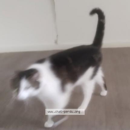 Foto 1/1 ROCKY Chat perdido en Lyon