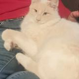 Foto del gato perdido en La Chapelle Aux Filtzmeens