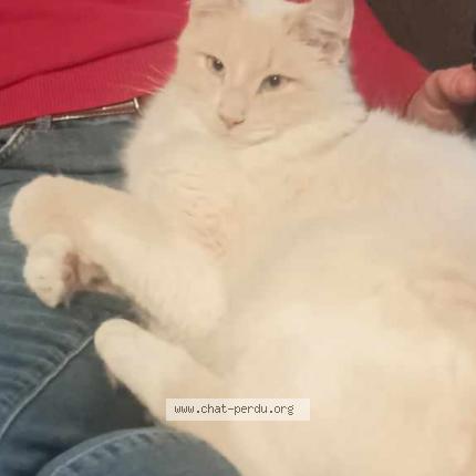 Foto 1/1 Uno Chat perdido en La chapelle aux filtzmeens