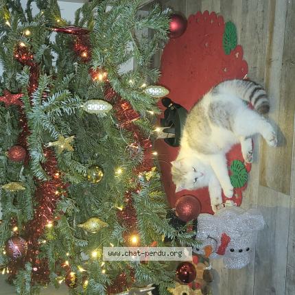 Foto 1/1 Minouche Chat perdido en Woustviller