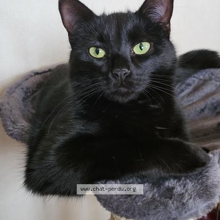 Foto 1/1 &Eacute;CLIPSE Chat perdido en Elancourt