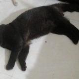 Foto del gato perdido en Lahore Cantt