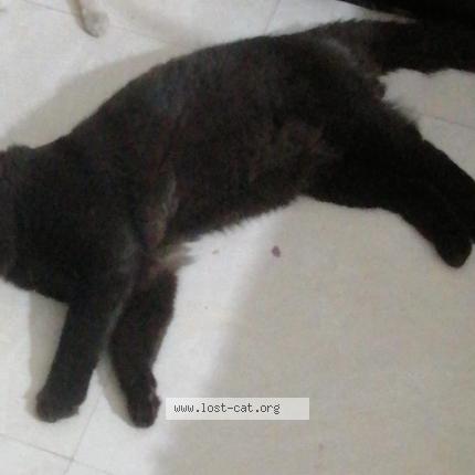 Foto 1/1 Abyss Chat perdido en Lahore cantt