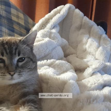 Foto 2/3 FRIMOUSSE Chat perdido en 12425