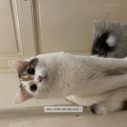 Foto 1/1 Naya Chat perdido en Paris