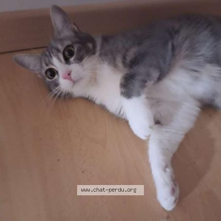 Foto 1/1 Zina Chat perdido en Romans sur isere