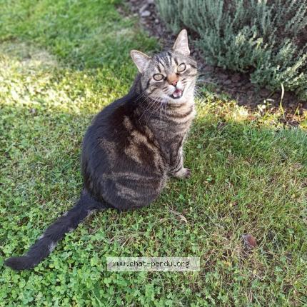 Foto 1/1 Lucky Chat perdido en Appoigny