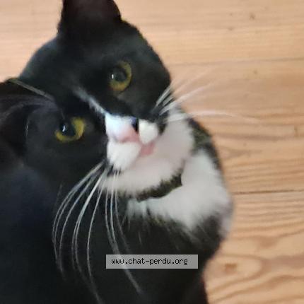 Foto 1/1 Sirène Chat perdido en Mirabeau