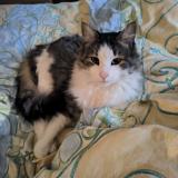 Foto del gato perdido en Melsheim