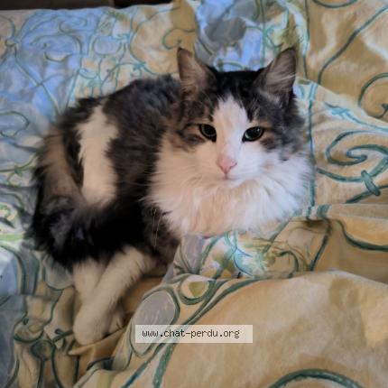 Foto 1/1 Gunther Chat perdido en Melsheim