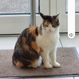 Foto del gato perdido en Hagondange