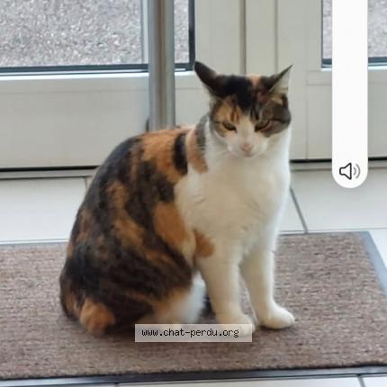 Foto 1/1 Minette Chat perdido en Hagondange