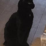 Foto del gato perdido en Serres