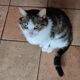 Foto del gato perdido en Craponne