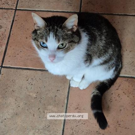 Foto 1/1 Jules Chat perdido en Craponne