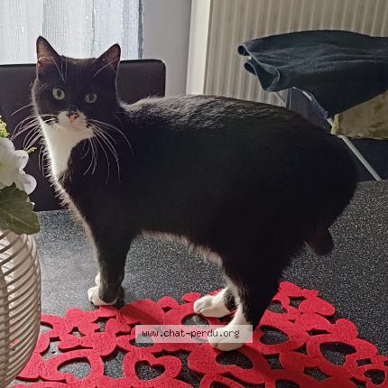 Foto 1/1 Batman Chat perdido en La louviere