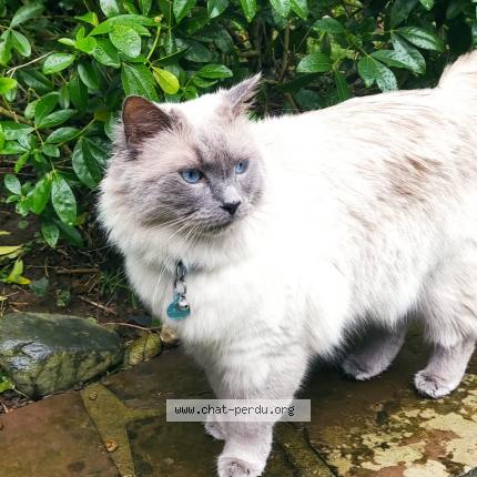 Foto 1/1 Rio Chat perdido en Blainville sur mer