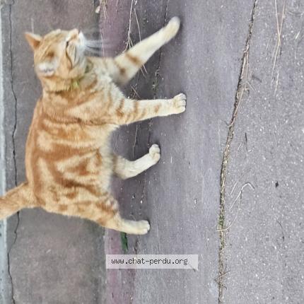 Foto 1/1 Gato encontrado Encontrado en Paris