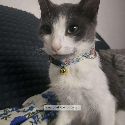 Foto 1/1 Rio Chat perdido en Toulouse