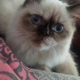 Foto del gato perdido en Coimbatore