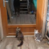 Foto del gato perdido en St Arey