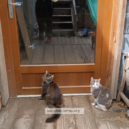 Foto 1/1 Ali Chat perdido en St arey