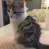 Foto del gato perdido en Rebais