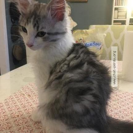 Foto 1/1 MUSSO Chat perdido en Rebais