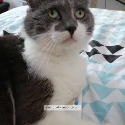 Foto 1/1 Mousseron Chat perdido en Auchel