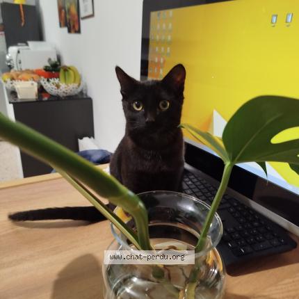 Foto 1/1 Gilou Chat perdido en Meaulte