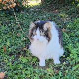 Foto del gato perdido en Saint Aubin De Cretot