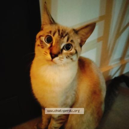 Foto 1/1 Rodolph Chat perdido en Narbonne