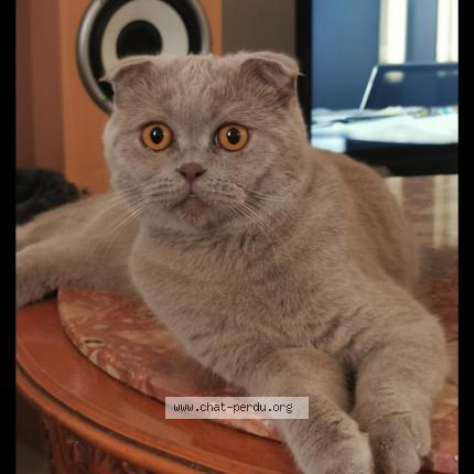 Foto 1/1 Jerry Chat perdido en Rosny sous bois