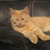 Foto del gato perdido en Fief Sauvin