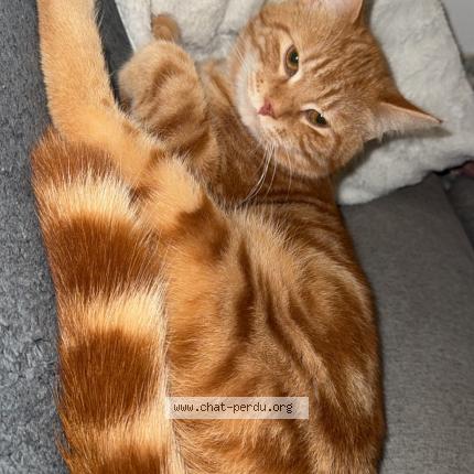 Foto 1/1 Rouky Chat perdido en Langrune sur mer