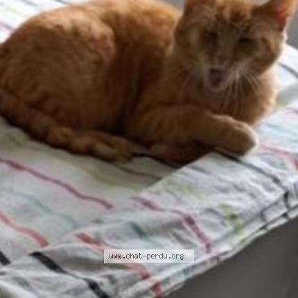 Foto 1/1 Stella Chat perdido en Laguenne sur auzelouve