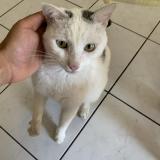 Foto del gato perdido en Lyon