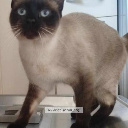 Foto 1/1 Avery Chat perdido en Saint benoit la chipotte